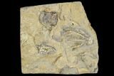 Two Fossil Crinoids (Pentaramicrinus And Taxocrinus) - Alabama #114363-1